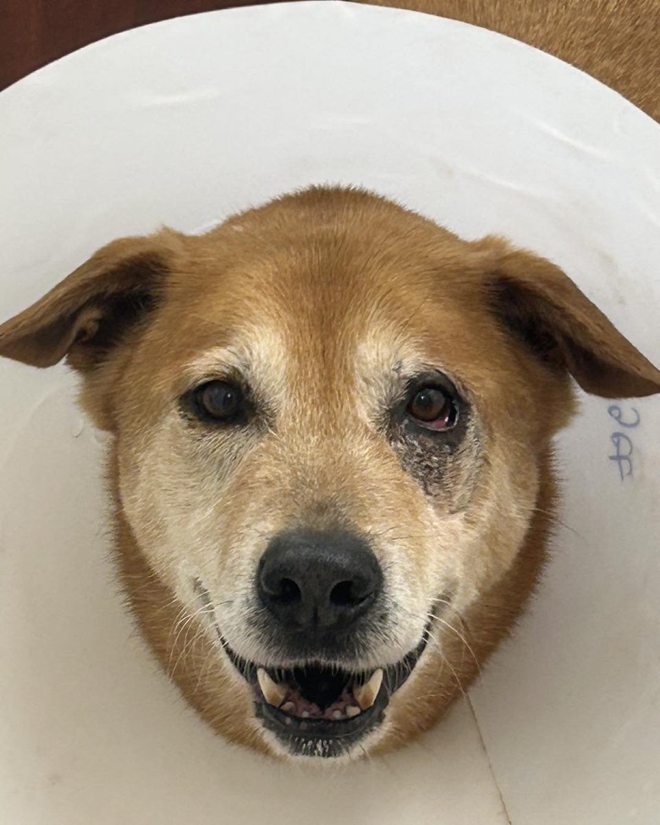 Trevor Donovan tweet media