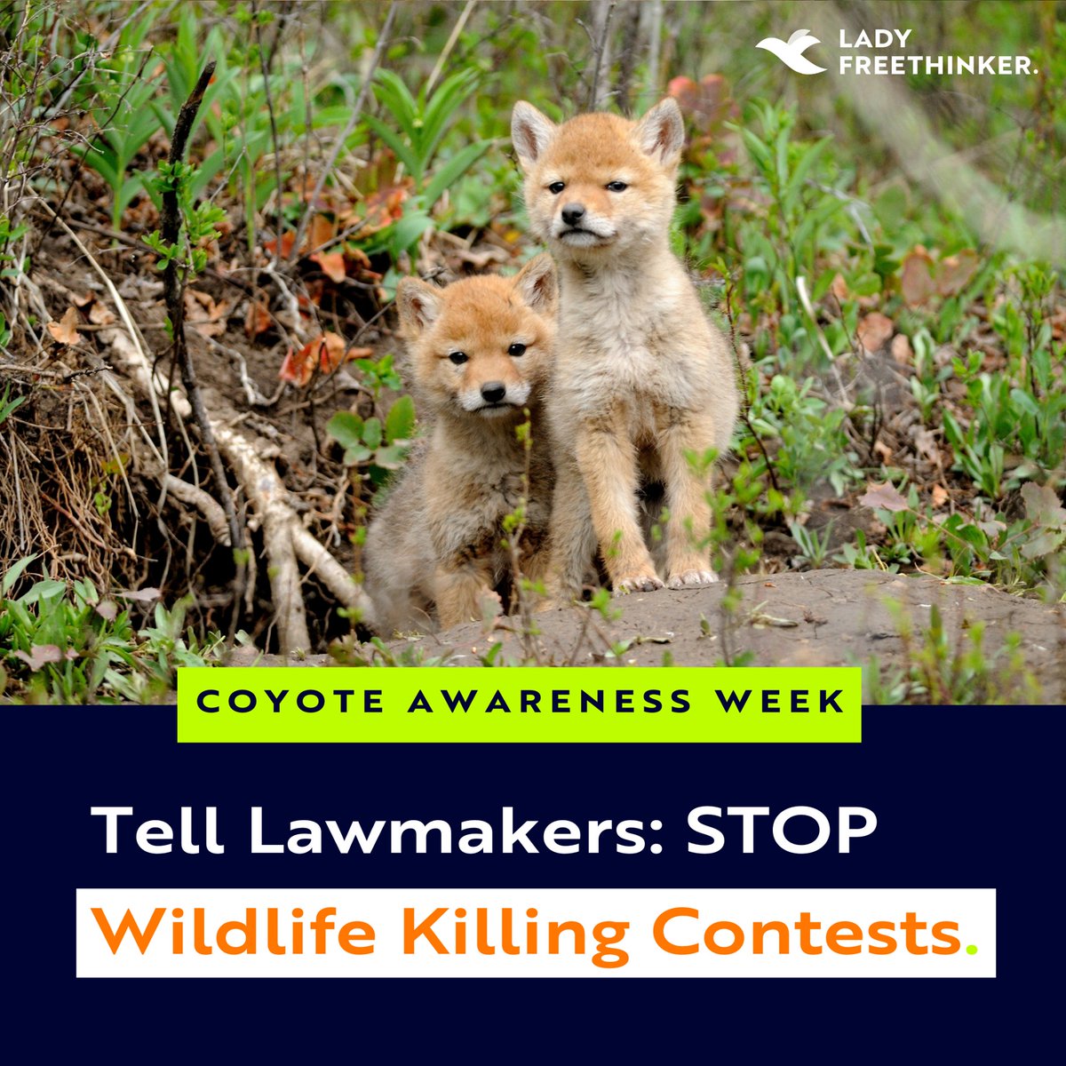 Lady Freethinker tweet media