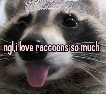 silly raccoons & pandas tweet media