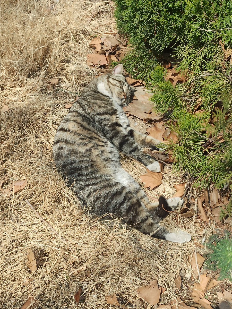 赛博面包小狗 (@nine82337382) on Twitter photo 