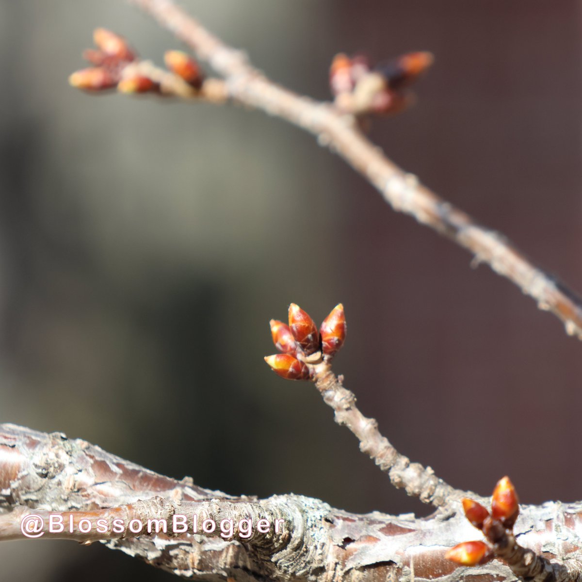 Bart Connors Szczarba tweet media