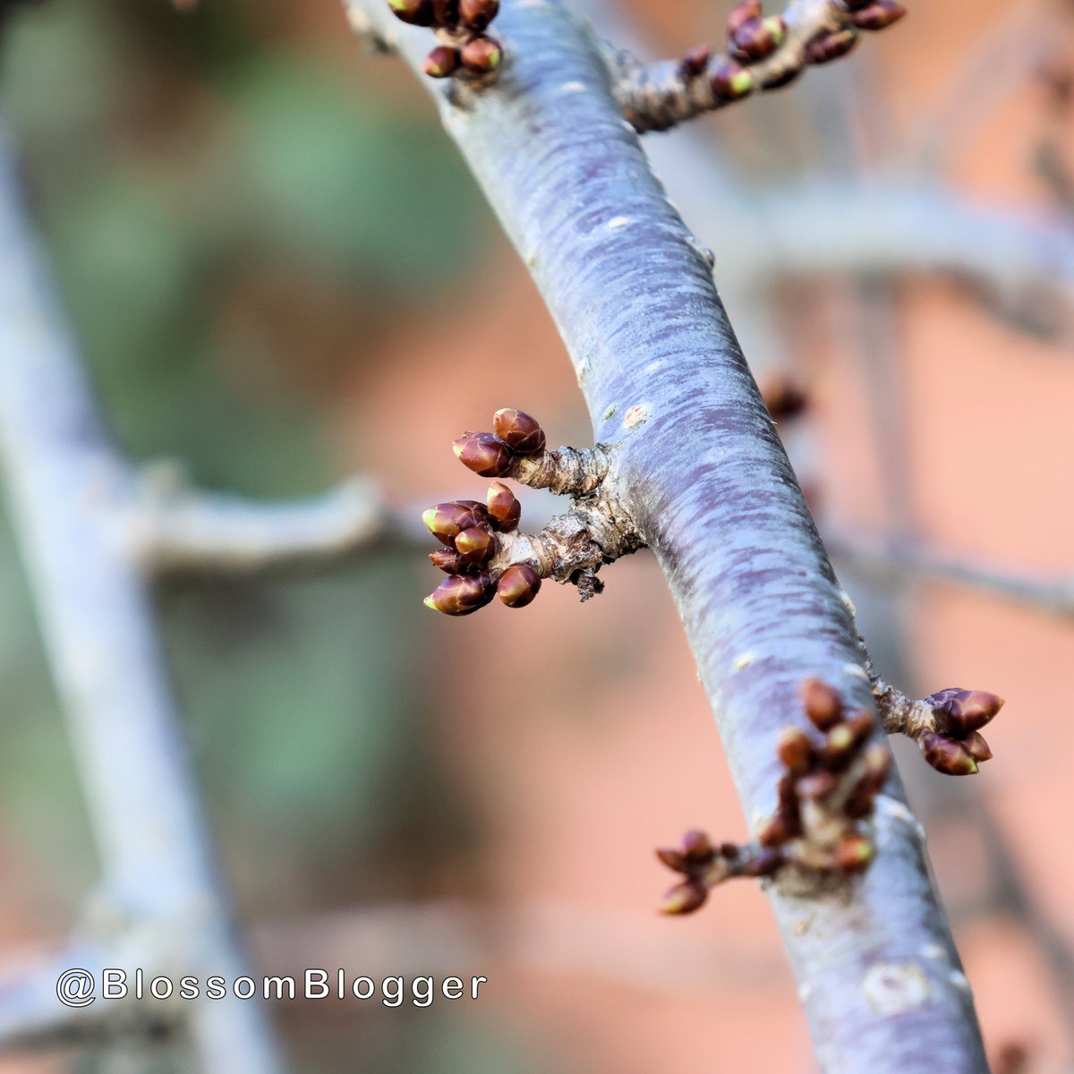 Bart Connors Szczarba tweet media