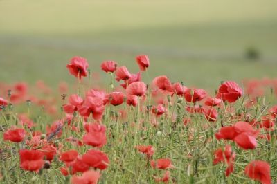 The real debate isn’t just about carbon or climate models. It’s about competing worldviews — how we define truth, authority, humanity’s role, and the proper relationship between liberty, stewardship, and government power. cornwallalliance.org/environmentali…