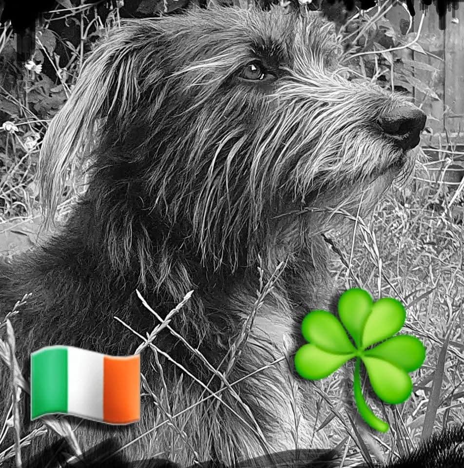 Jerry H 🥃🪕 tweet media