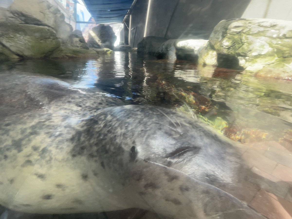 Apple ꪆ𓏲 tweet media