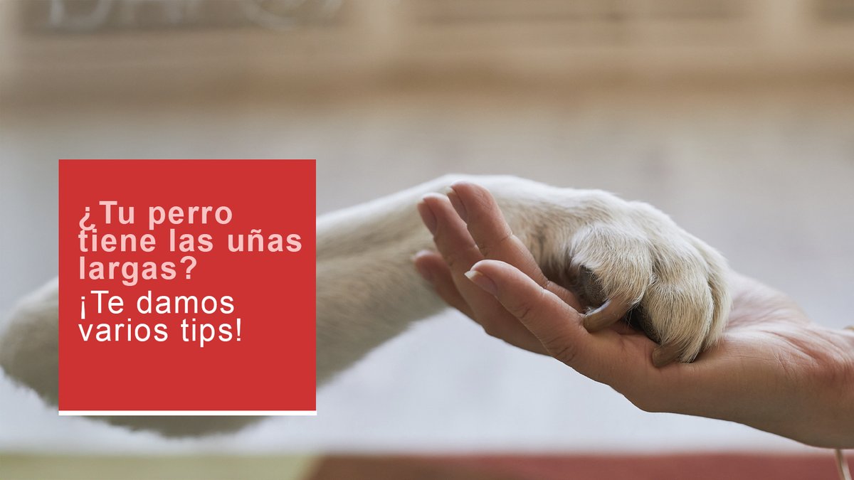 Línea Directa tweet media