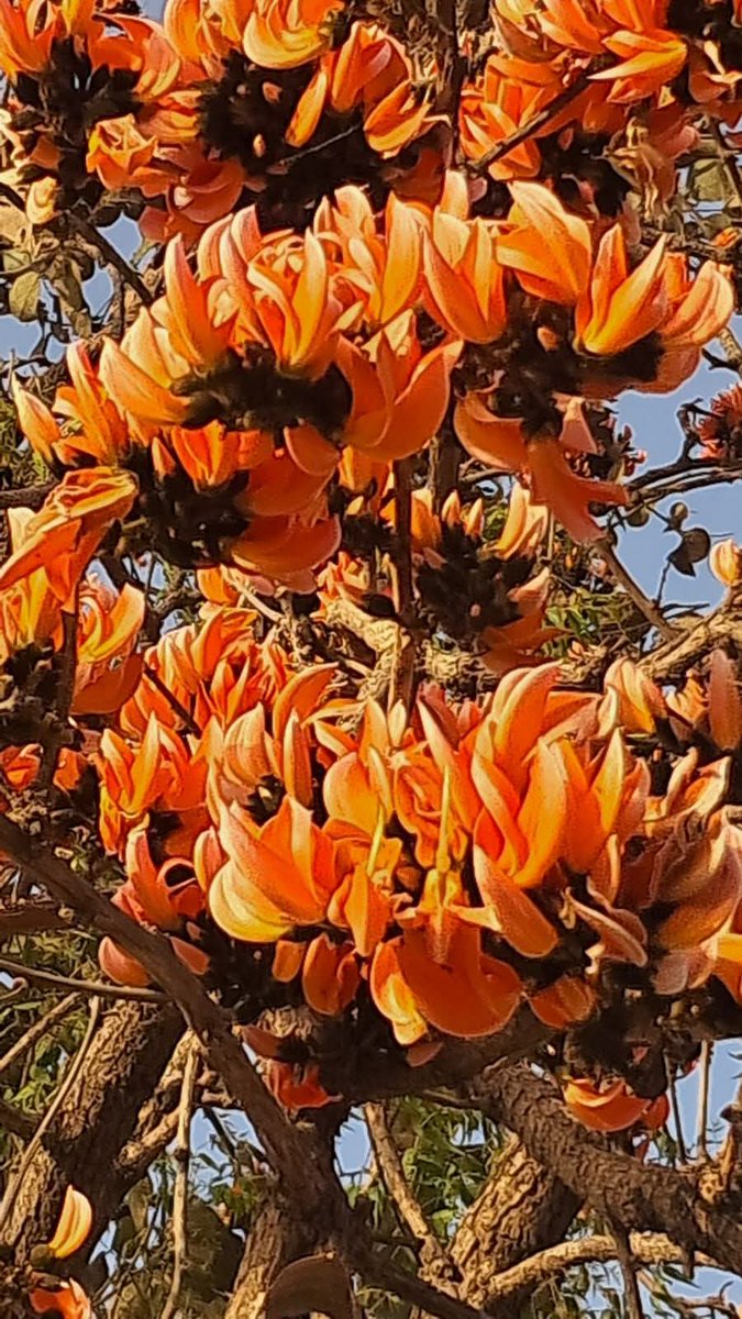 जब #पलाश खिलता है, 
#जंगल जीवंत हो उठता है 🌺 
#Flame_of_the_Forest 🔥🔥🌺