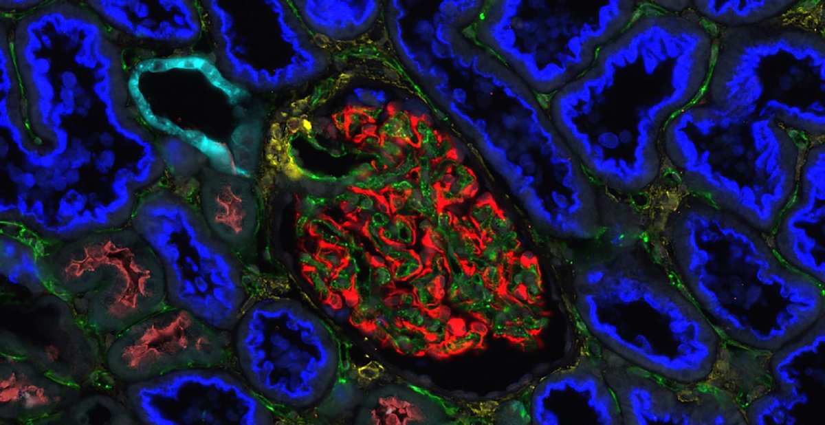 Human BioMolecular Atlas Program (HuBMAP) tweet media