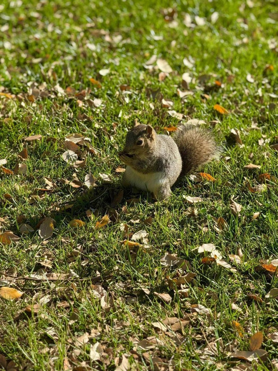 PeterPaglioJr's tweet photo. Went for a morning run and ran into a few cute little squirrels. They were so calm and playful in the sunlight, it honestly made me slow down and just enjoy the moment. 🐿️☀️ https://t.co/L8u1JOEsSl