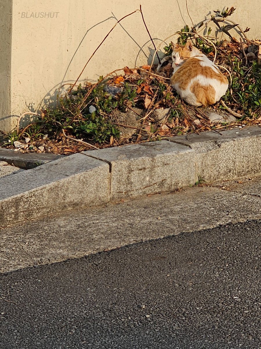 bluticle's tweet photo. 🐈🍞 https://t.co/GahXvBKu3O