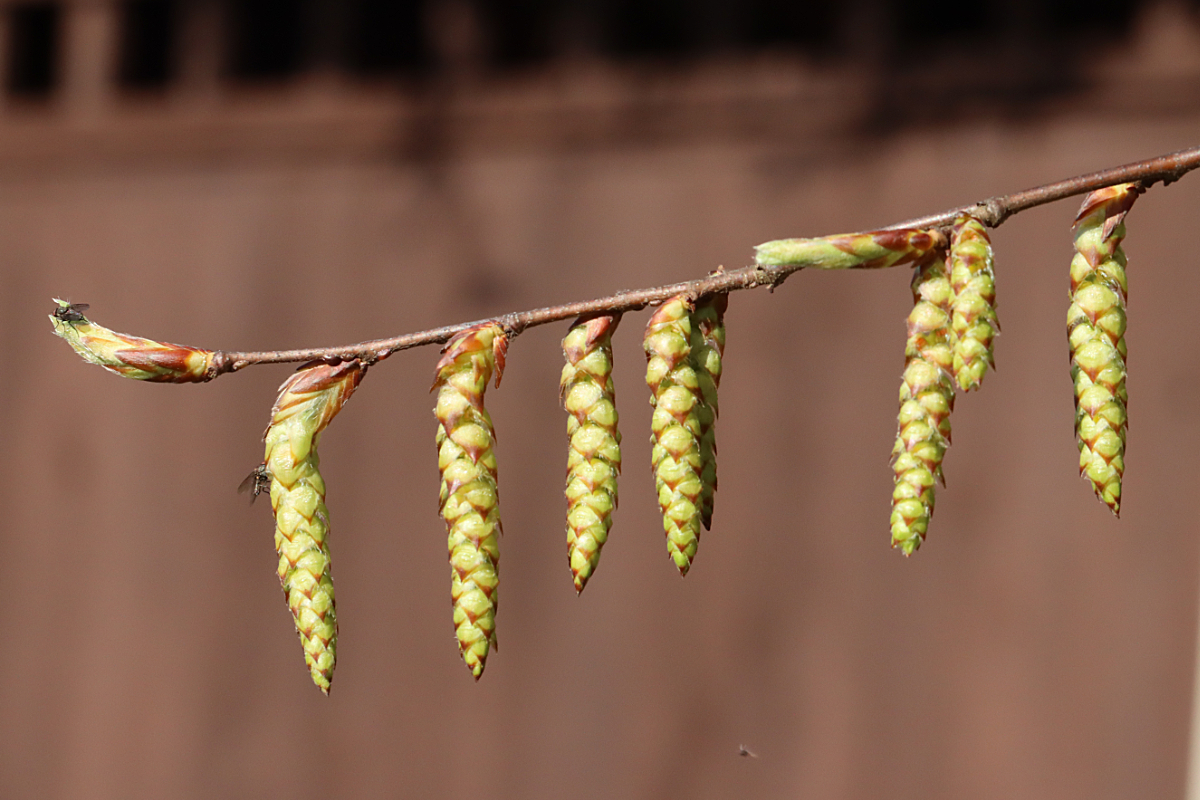 David Emley tweet media