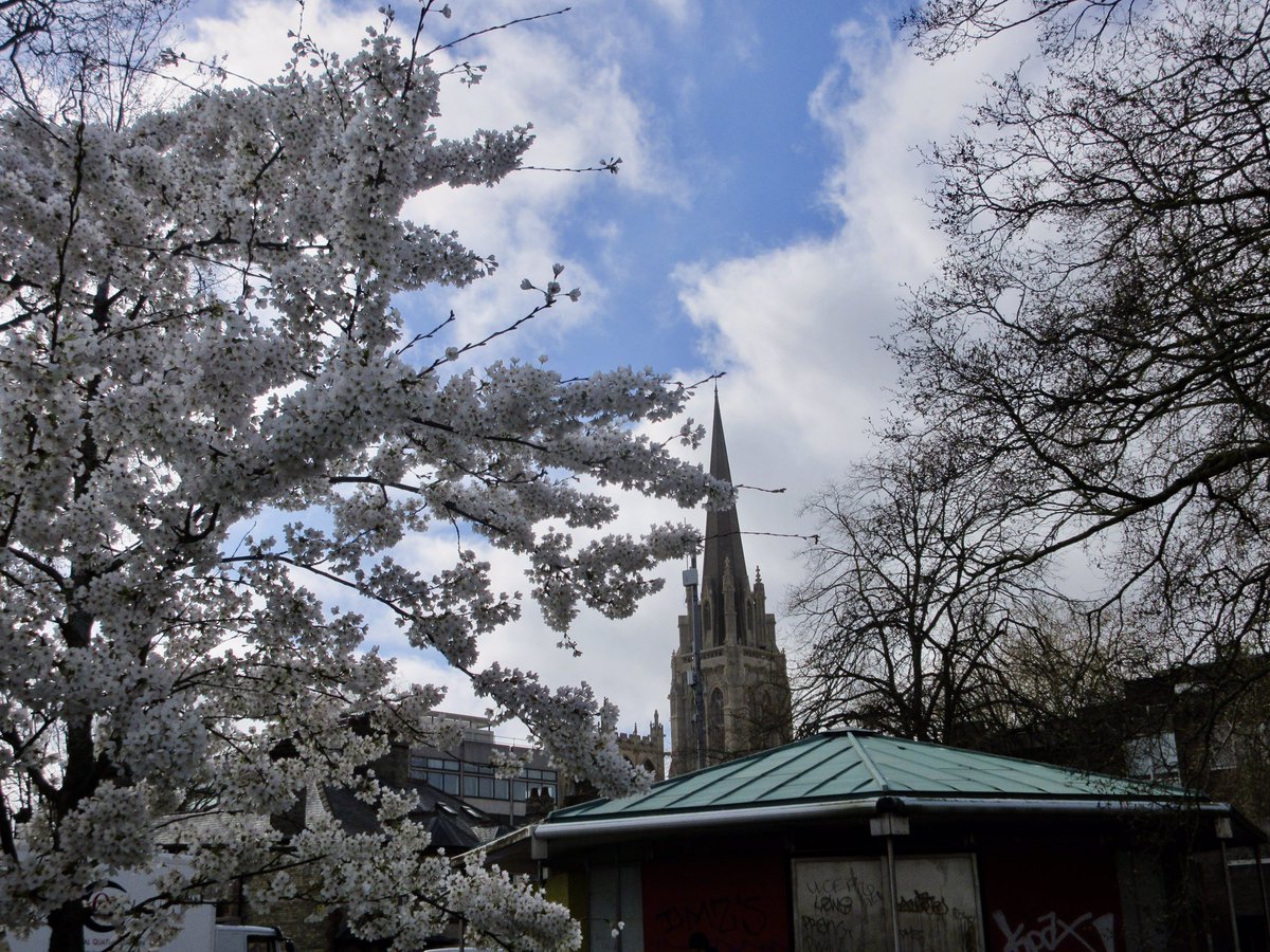 Susan Danielis Marshall tweet media