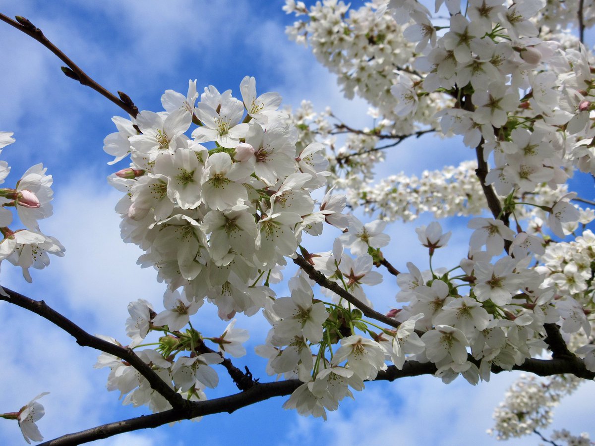 Susan Danielis Marshall tweet media