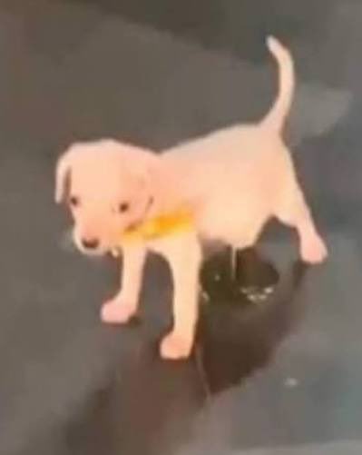 Carlos Camacho | CHICO DUNE 🌓 tweet media