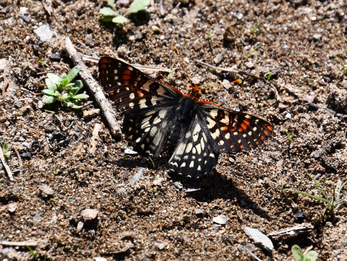 Beth Pratt tweet media