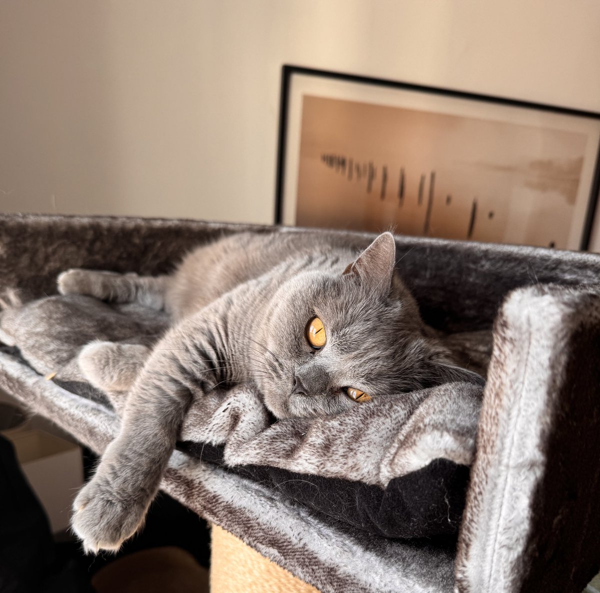 Dolly and Tali tweet media