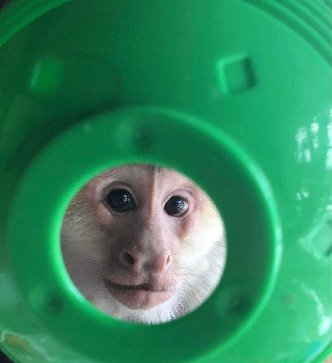 Pockets Warhol tweet media