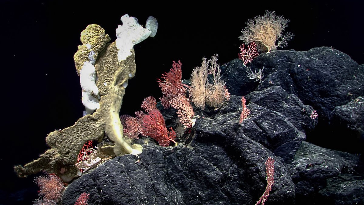 NOAA Ocean Exploration tweet media