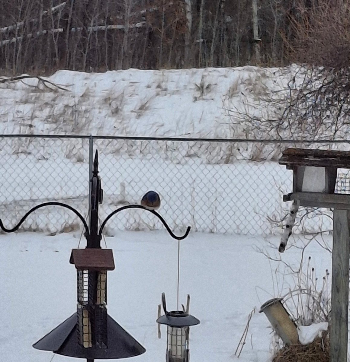 CiceroMN tweet media