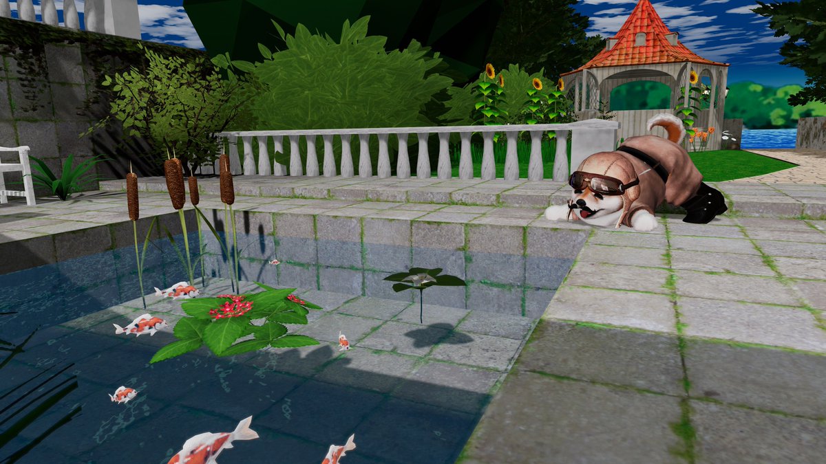 pachicoma tweet media