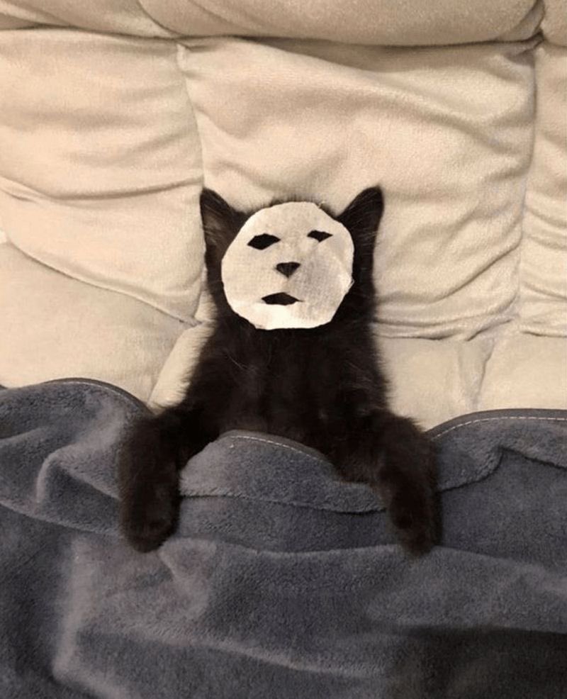 Black cats are not bad luck tweet media