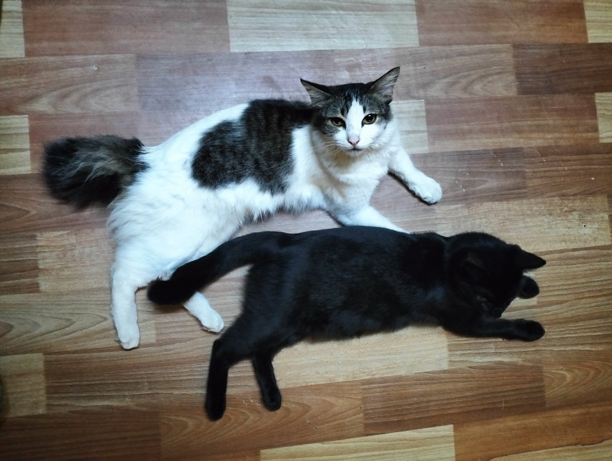 Nem✨ Vgen OPEN tweet media