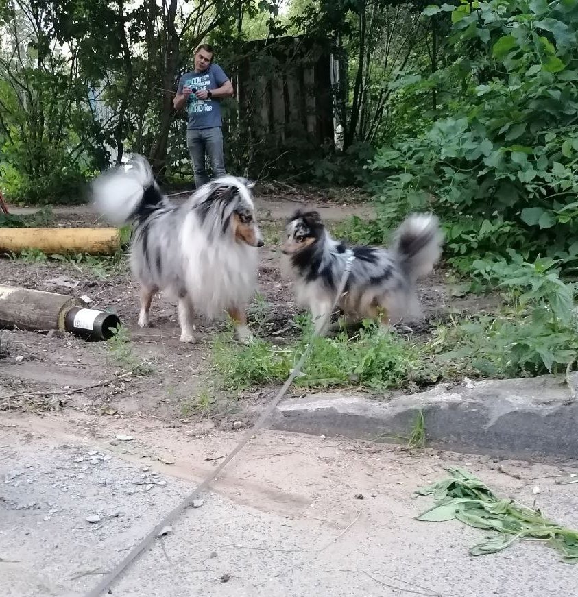 Собачьи радости (пёс да я) tweet media