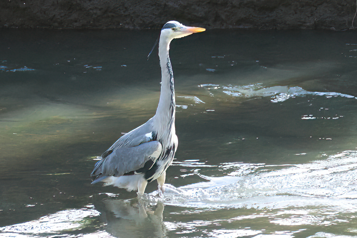 David Emley tweet media