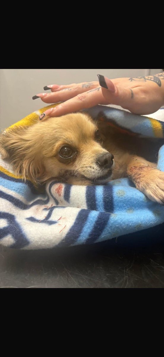 Missing Pets GB tweet media