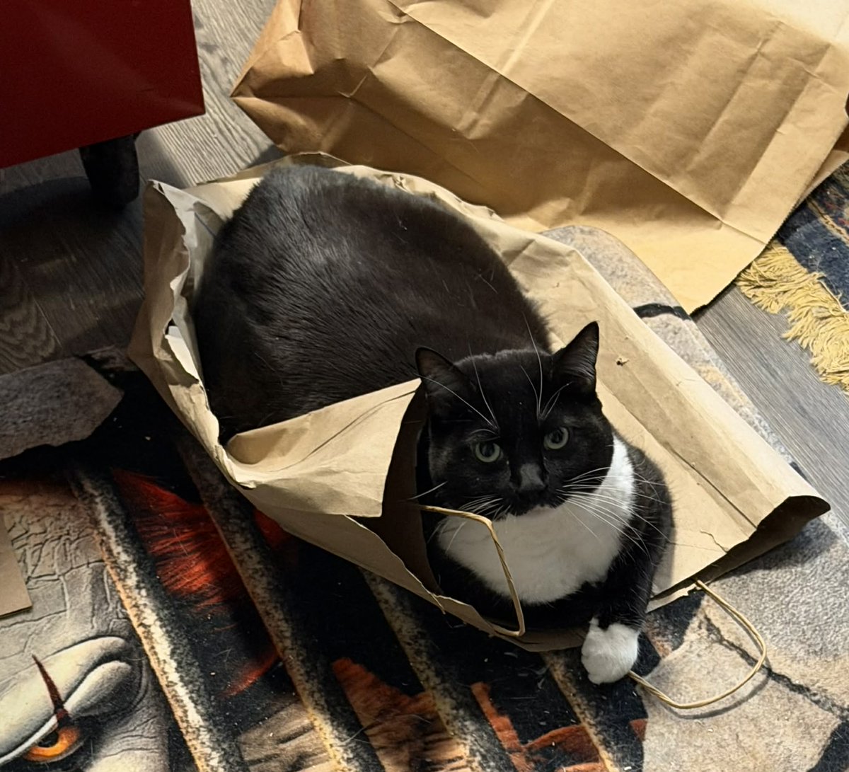 CheffDCC's tweet photo. Kenna nails the universal rule: If it fits, she sits! Her grace in a simple paper bag outshines any designer accessory. It's a perfect lesson in finding joy and elegance in simplicity. 🌟 Embrace your bliss, no matter how humble! 🐾 #CatLife #SimplePleasures https://t.co/pKgUWbDgru