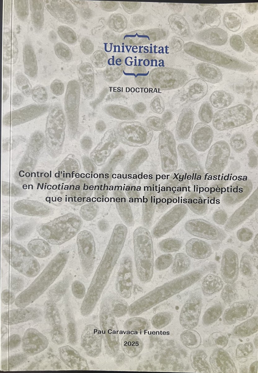 lepe de LePeus tweet media