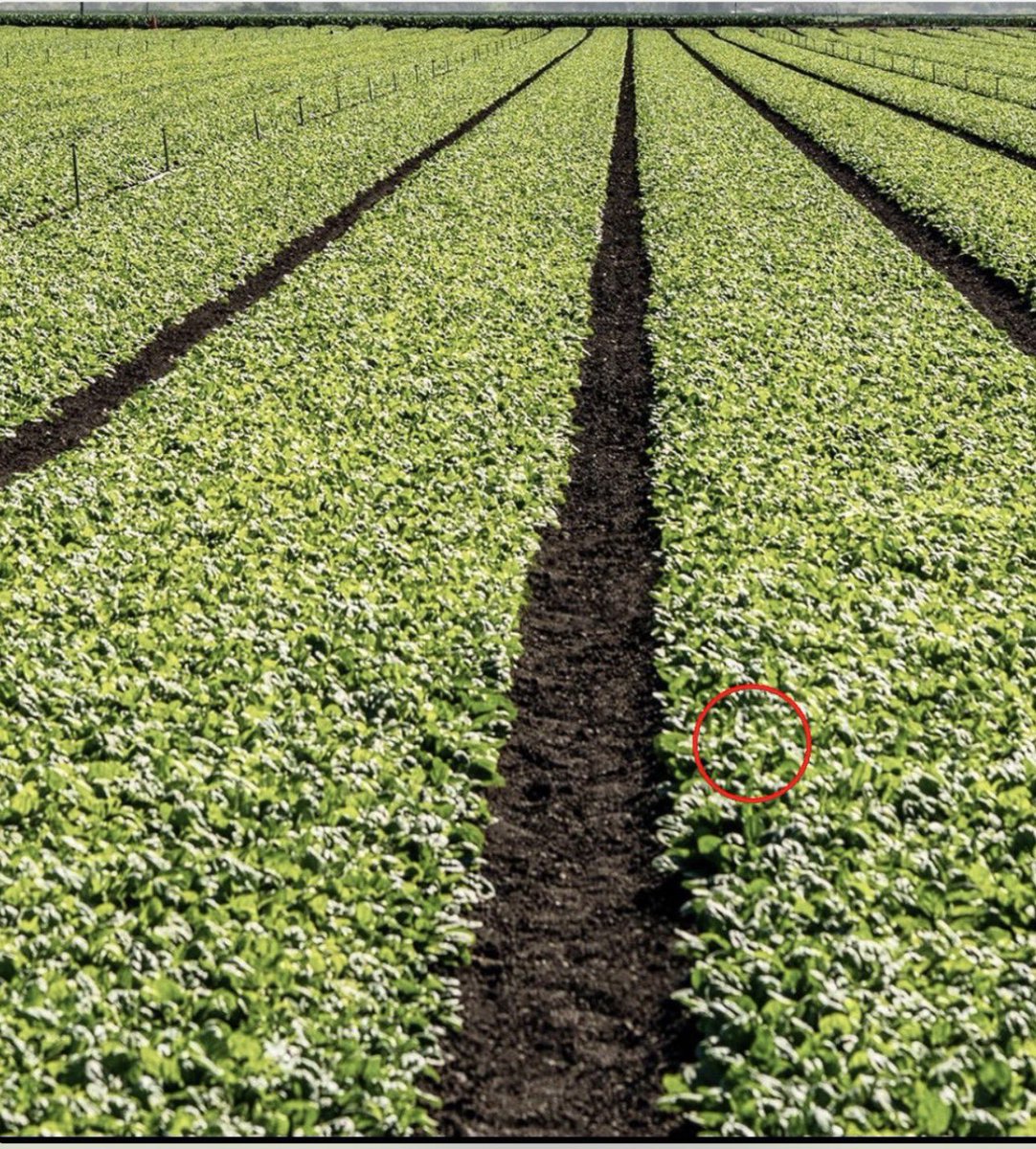 Jan D ☕️ tweet media