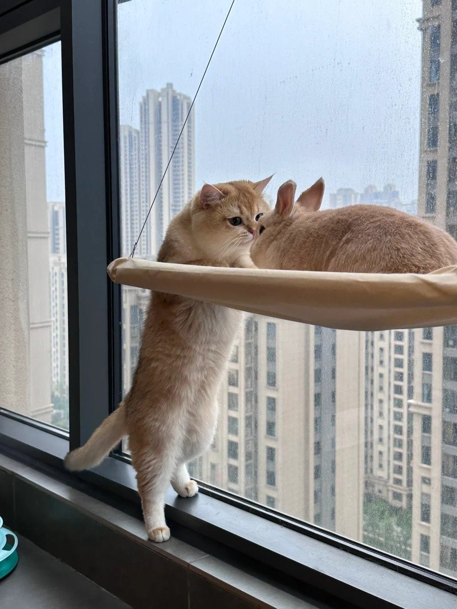 떱이형 
거기는 내 자리야 
근데 어떻게 올라왔어? 
                                             서젼트 짬푸해서 
                                             나 용잉대 체대출신