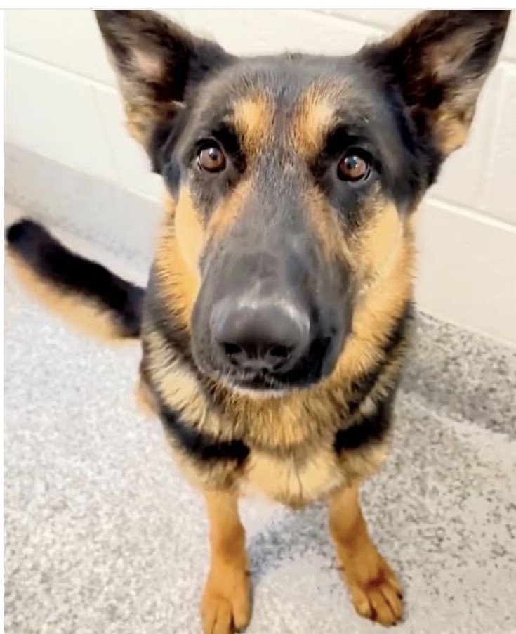 @PawsnTails4TX 🇺🇸🇺🇸🐾🐾 tweet media