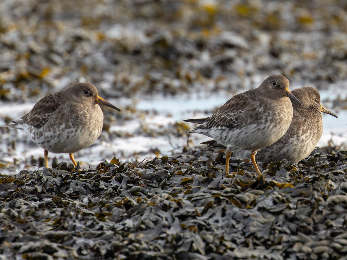 Pete Sutton tweet media