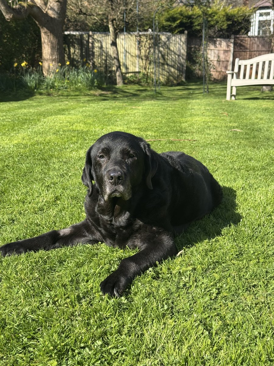 Jim and Olive🌈 Black Labs tweet media