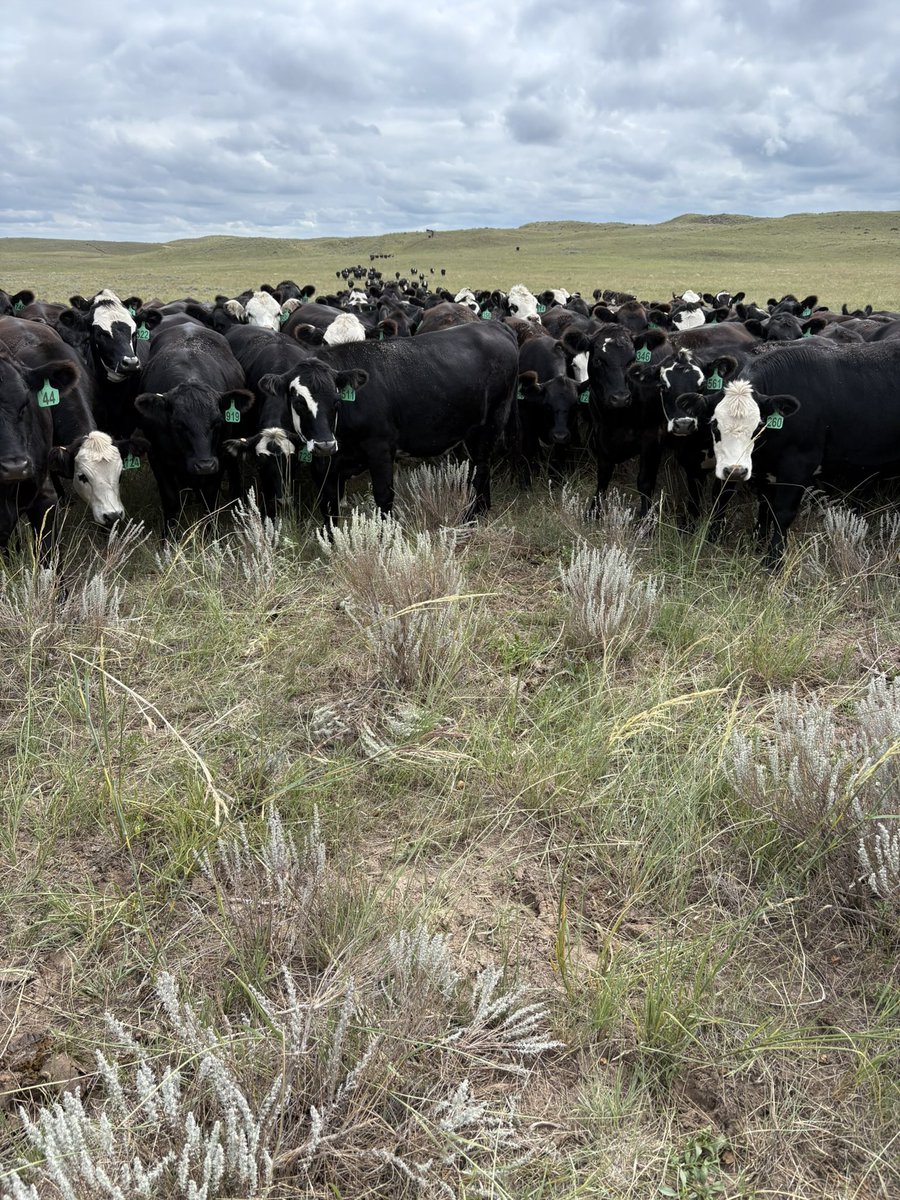 Logan Pribbeno ✌️ tweet media