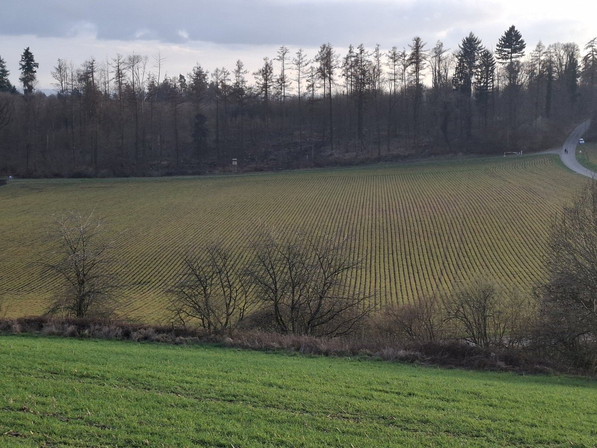 SebastianVogler🗽 tweet media