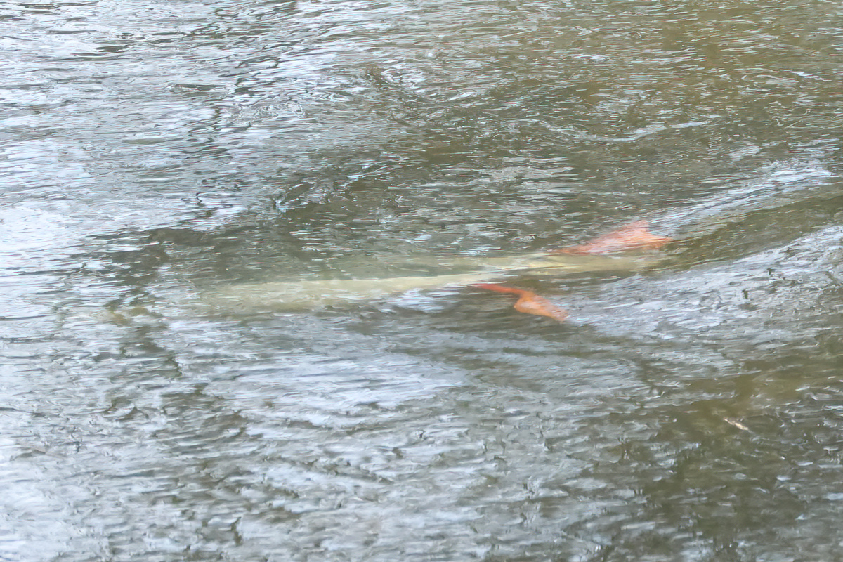 David Emley tweet media