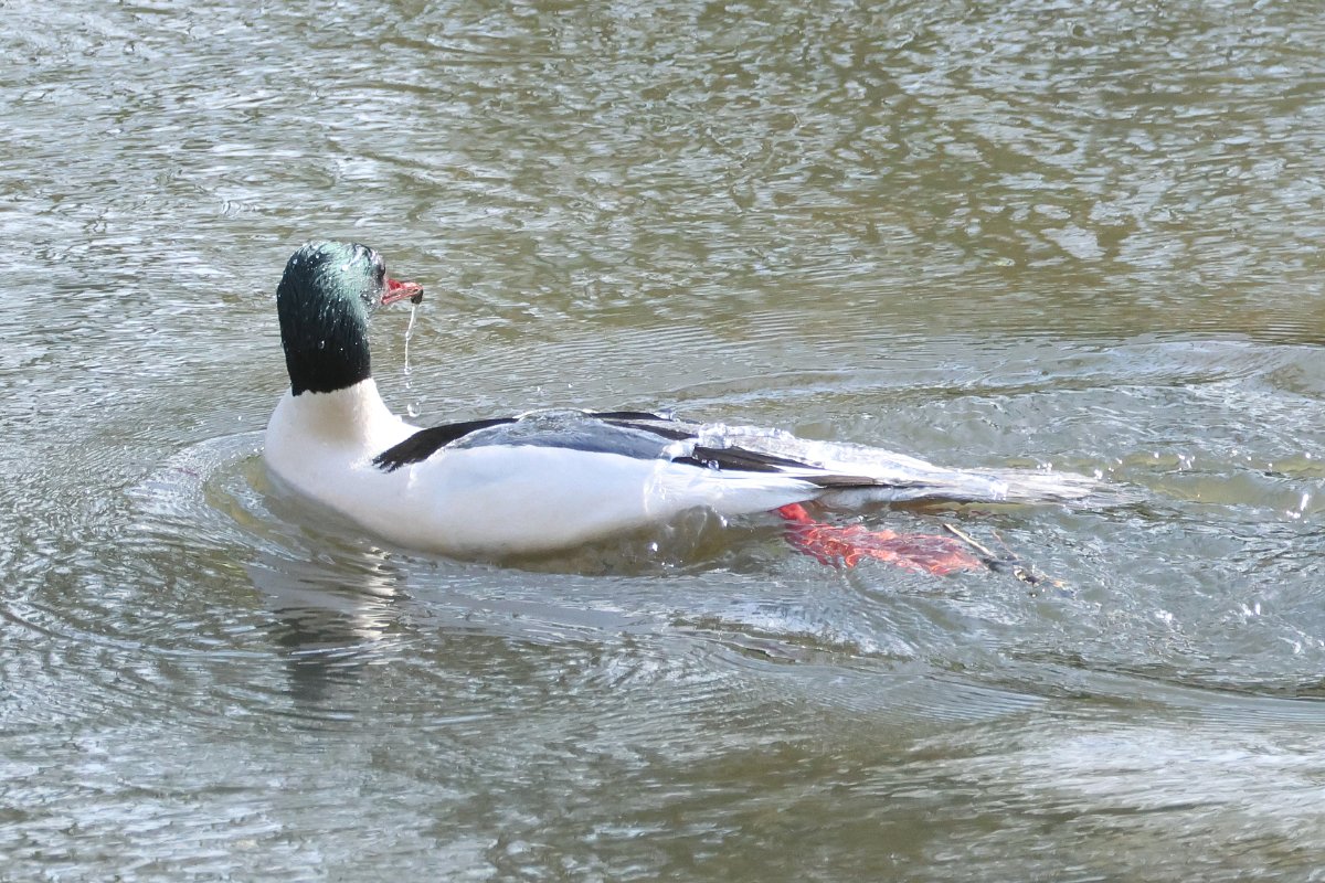 David Emley tweet media