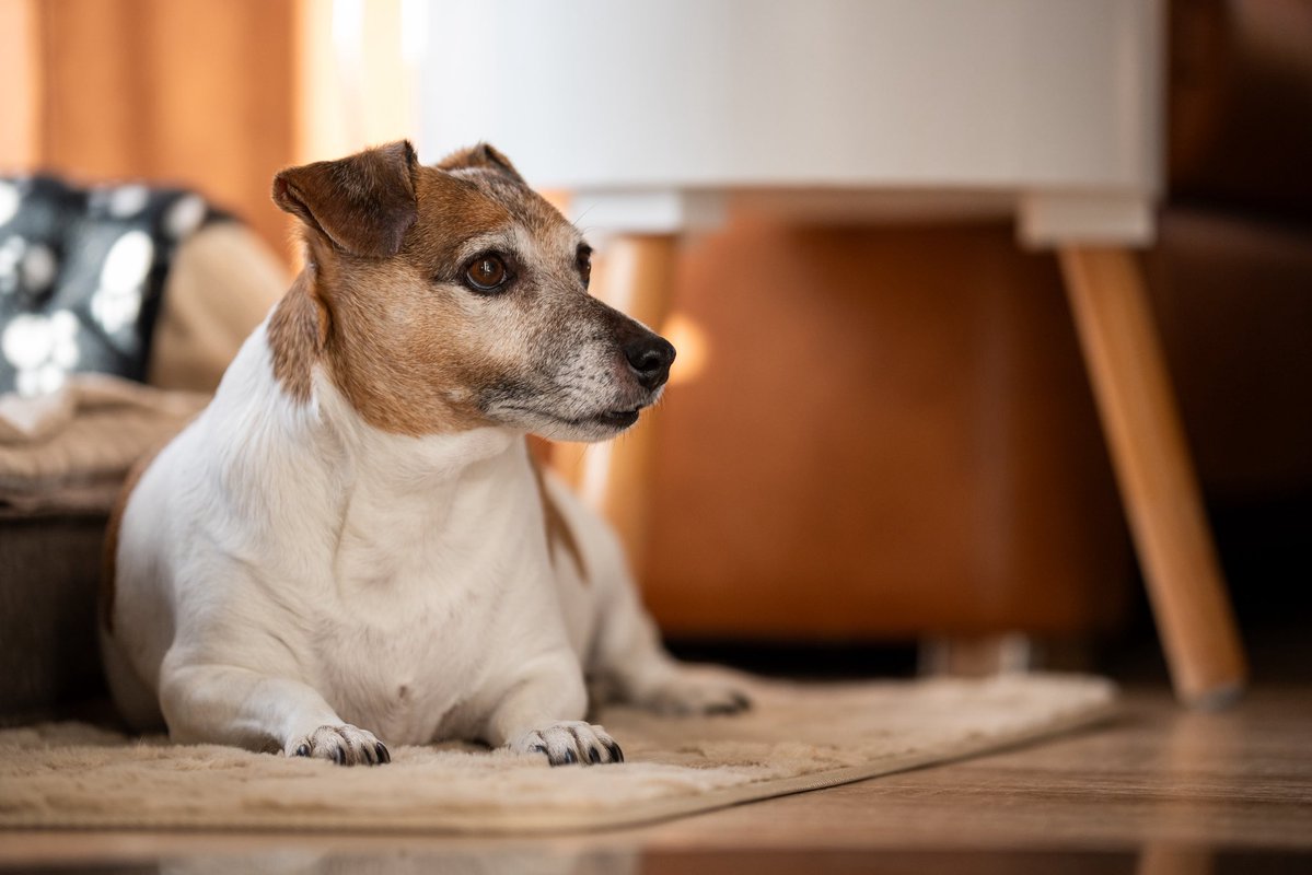 Ryuxwolf tweet media