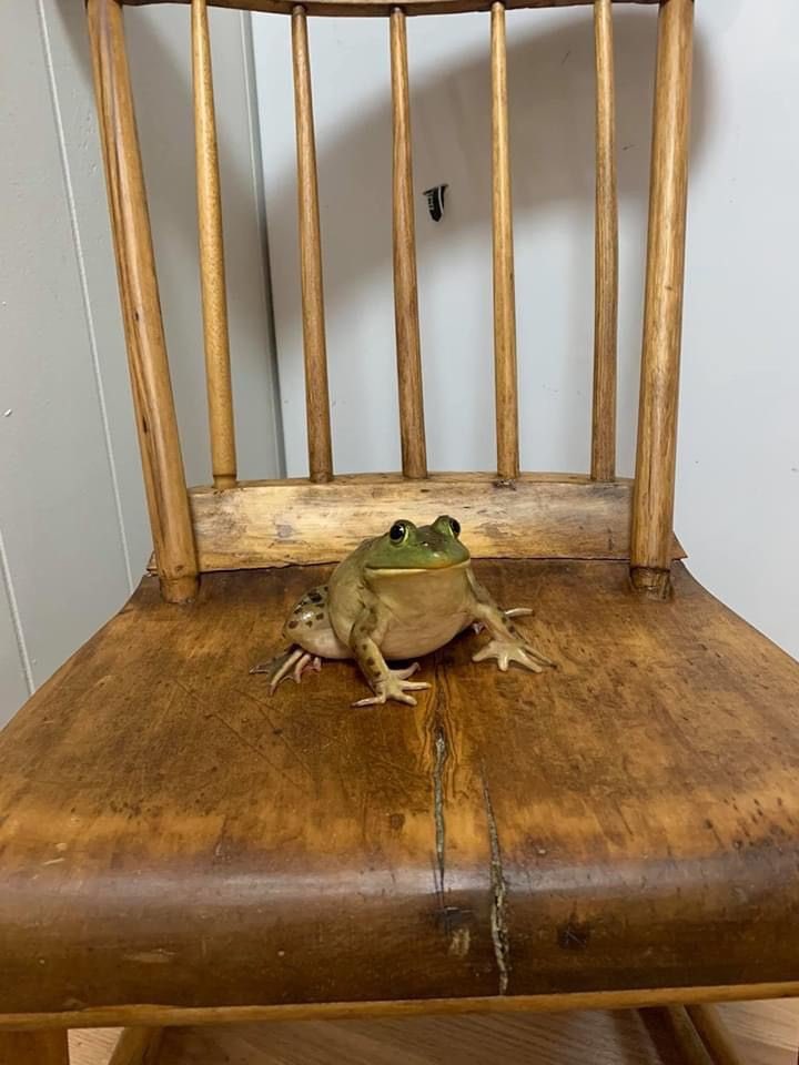 Frog tweet media
