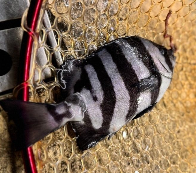 0묘아0 tweet media