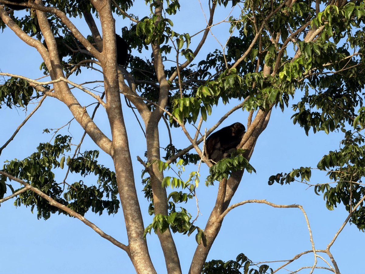 AuroraBlueSail's tweet photo. Unexpected Wildlife at Gatun Lake

When people think about Panama, the first thing that usually comes to mind is the Panama Canal.

But just a short distance away from the shipping lanes lies a completely different world.

The rainforest around Gatun Lake is home to an astonishing variety of wildlife — including several species of monkeys that can often be observed directly from the water.

Watching them move effortlessly through the trees while large cargo ships pass quietly in the distance is a surreal contrast.

Moments like this remind us how closely nature and global infrastructure coexist in Panama.

More in our webblog → link in bio.

#AuroraBlueSailing
#Panama
#GatunLake
#WildlifePhotography
#Monkey
#Rainforest
#NaturePhotography
#ExplorePanama
#CentralAmerica
#WildlifeEncounter