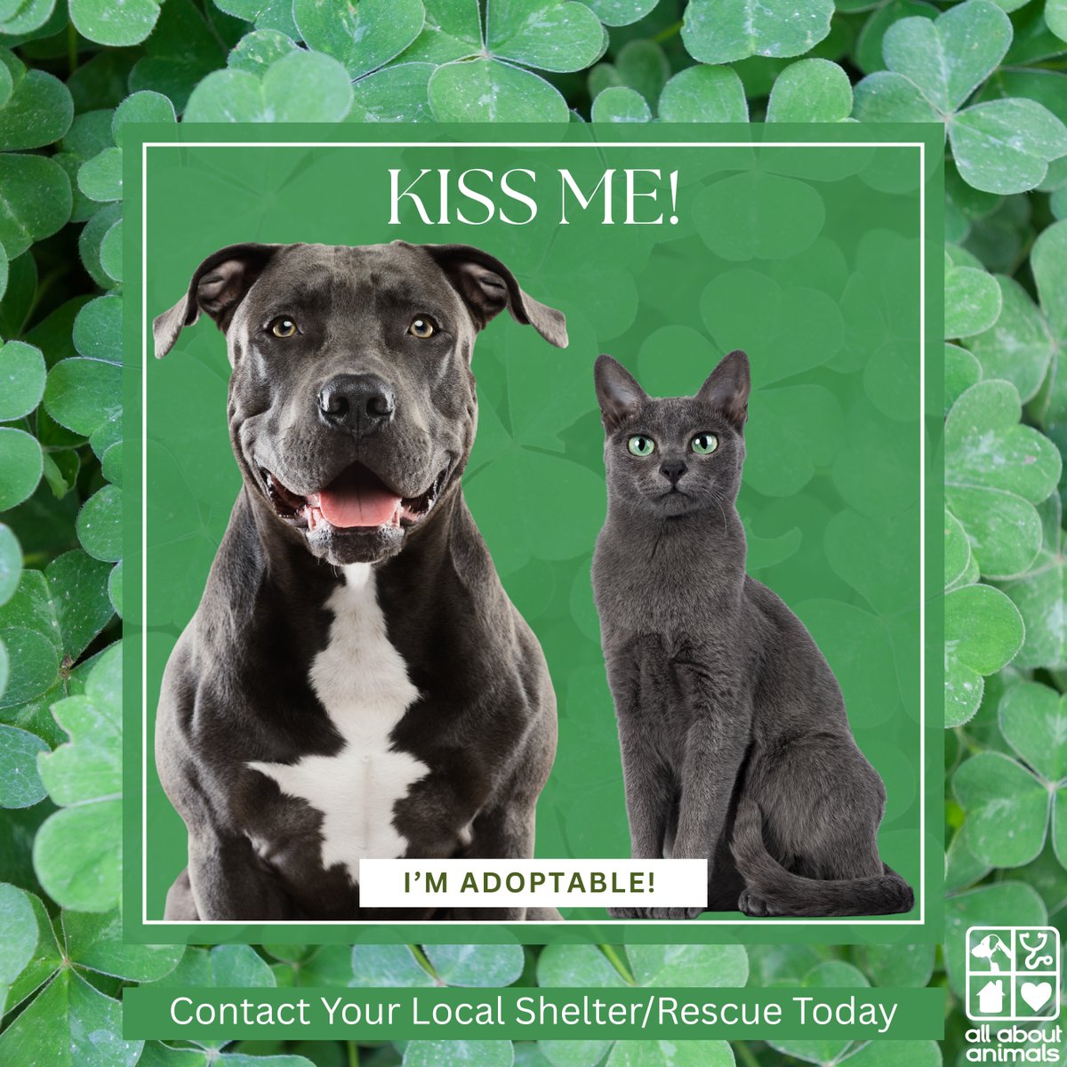 All About Animals tweet media