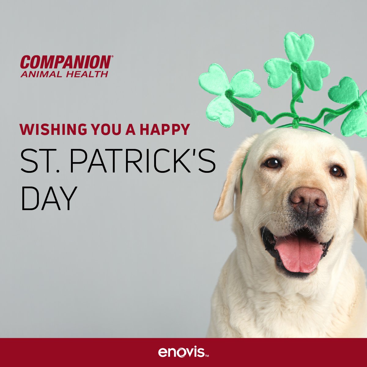 Companion Animal Health tweet media