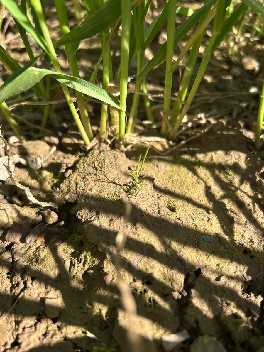 Jannin Laetitia tweet media