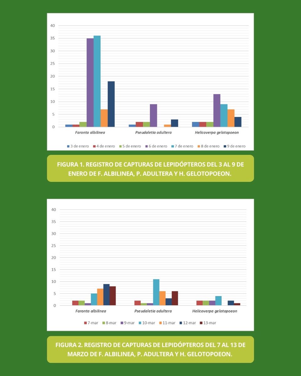 CRIATAOficial's tweet photo. Continuamos con el informe semanal del registro de capturas de lepidópteros plaga asociados a cultivos agrícolas mediante trampa de luz 🦋

👉 Desde el 7/3 hasta el 12/3 del 2026

[Sigue en comentarios] https://t.co/ET6rQZ4T7a