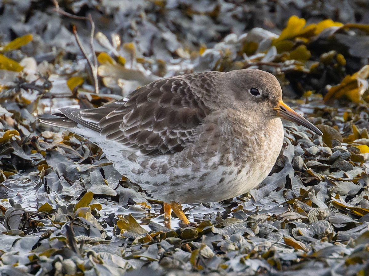 Pete Sutton tweet media