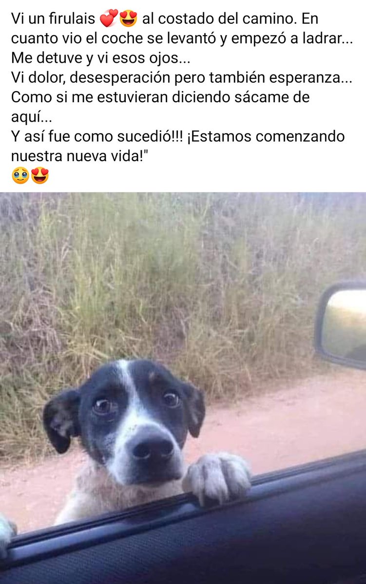 PerroUsuario Wof '•' tweet media